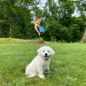 Meet your Posher, Meggan